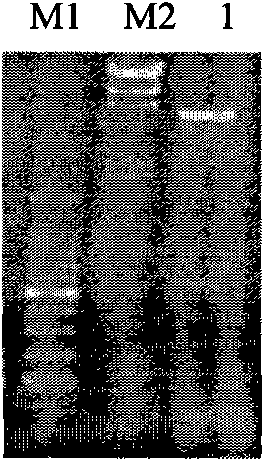 Method for preparing recombinant phosphinthricin acetyltransferase (PAT)