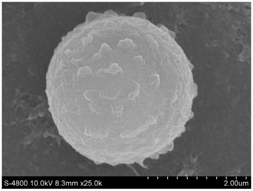 A kind of Aspergillus niger strain and application thereof