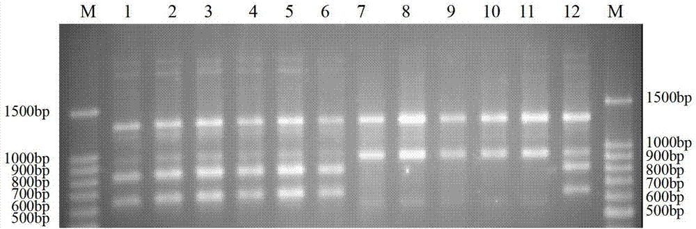 Method for identifying mating types of Lepista sordida protoplast monokaryons and special primer pair IS-857c therefor