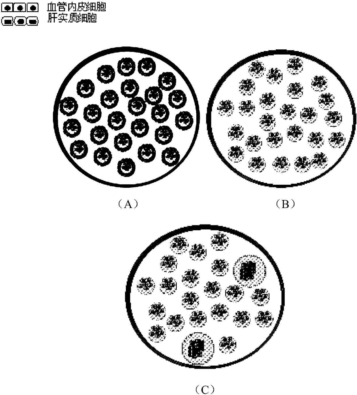 Indirect contact co-culture system capable of realizing engineering amplification