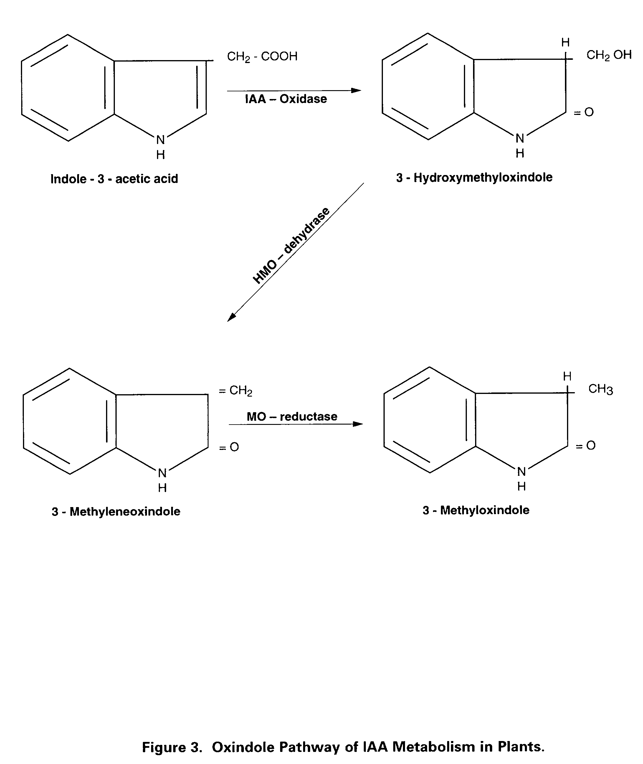 Preparation of biologically active 3-methyleneoxindole and definition of its application in stimulation of plant growth and tissue repair