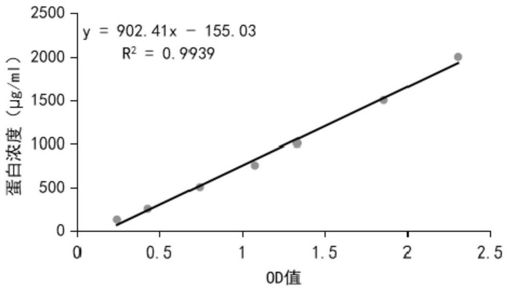 Preparation method and application of brucella outer membrane vesicle