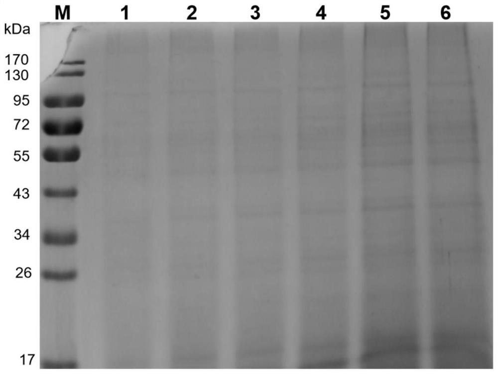 Preparation method and application of brucella outer membrane vesicle