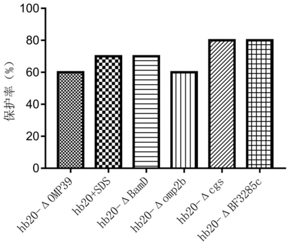 Preparation method and application of brucella outer membrane vesicle