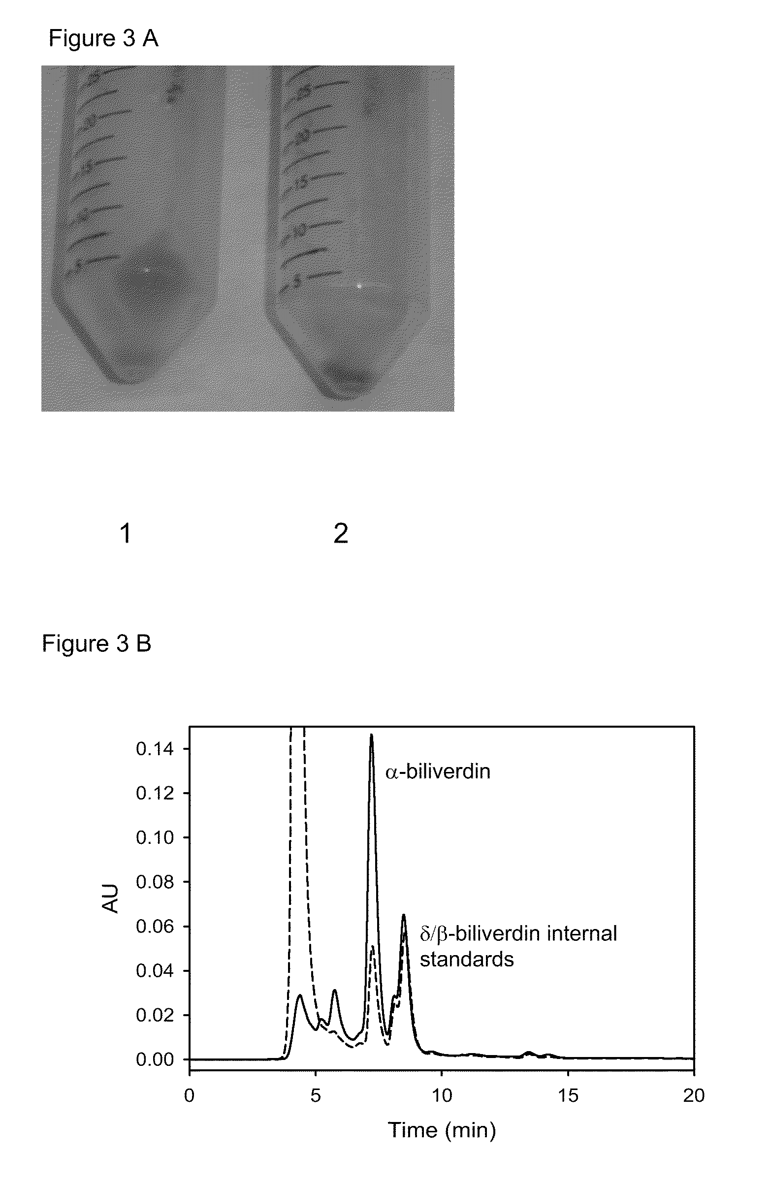 Heme oxygenase inhibitors, screening methods for heme oxygenase inhibitors and methods of use of heme oxygenase inhibitors for antimicrobial therapy