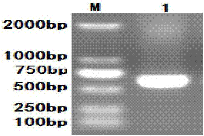 Sindbis virus overall length plasmid type carrier and its structuring method