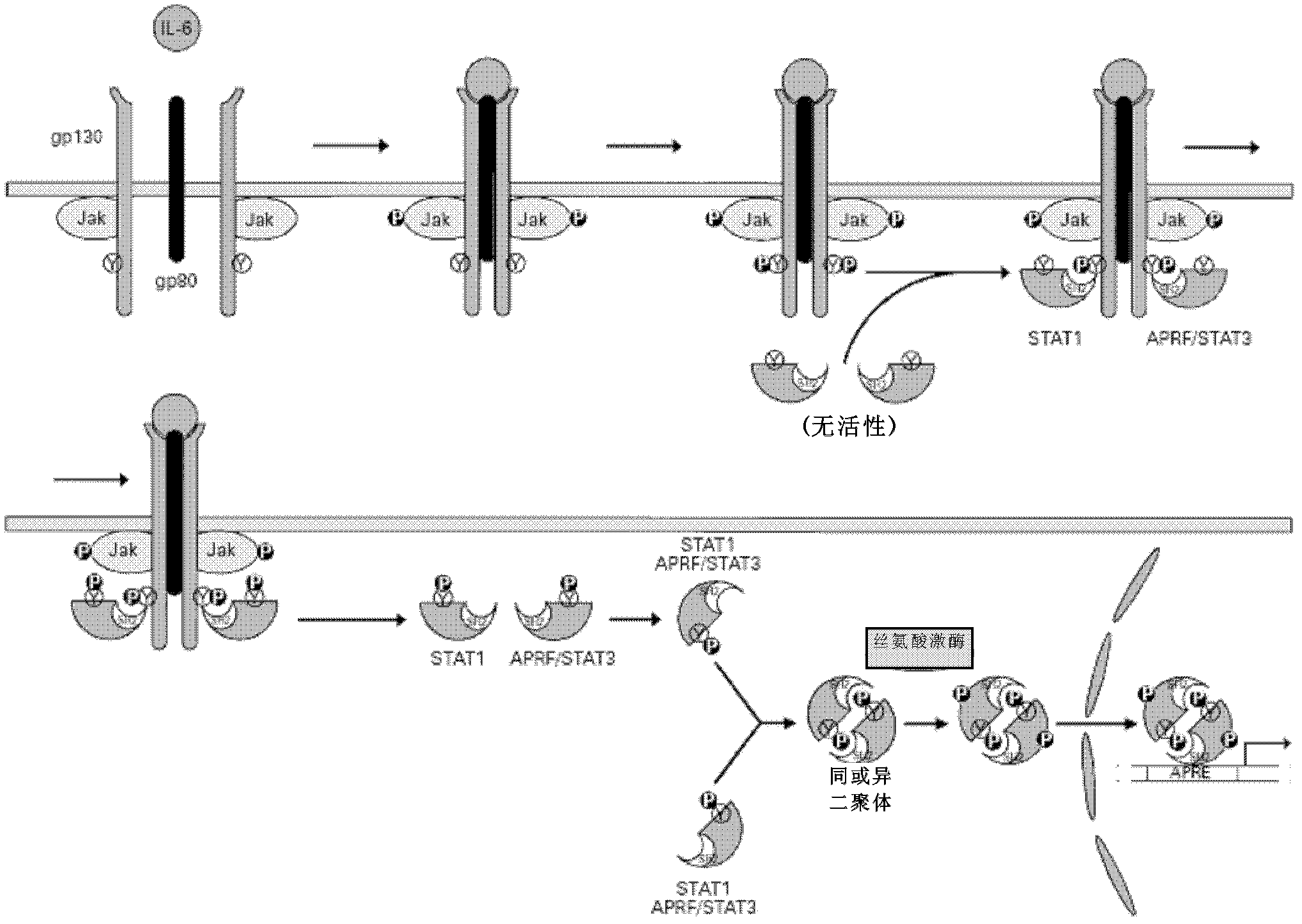 Application of antagonizing and/or blocking IL-6/IL-6R/gp130 signaling pathway in treatment of anti-hepatoma