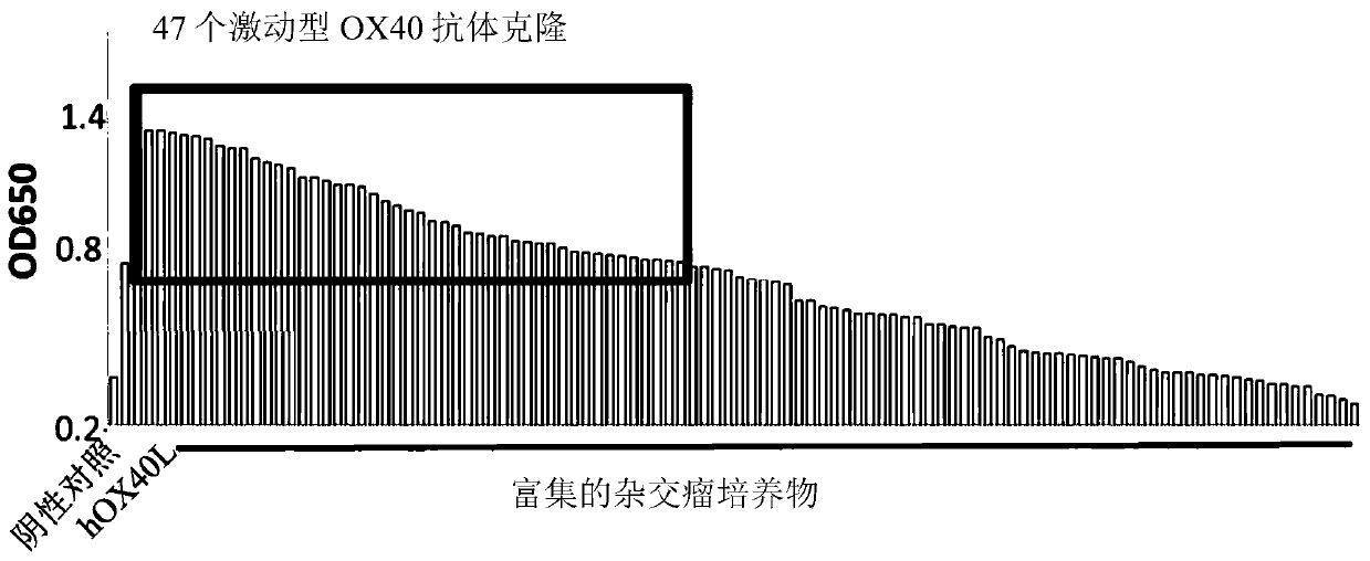 Antibody that binds to OX40 and use thereof