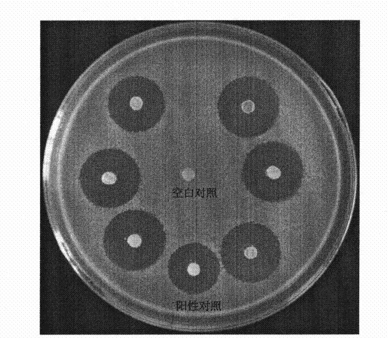 Ribosome resistance mutagenesis breeding vancomycin production bacterial strain and application thereof