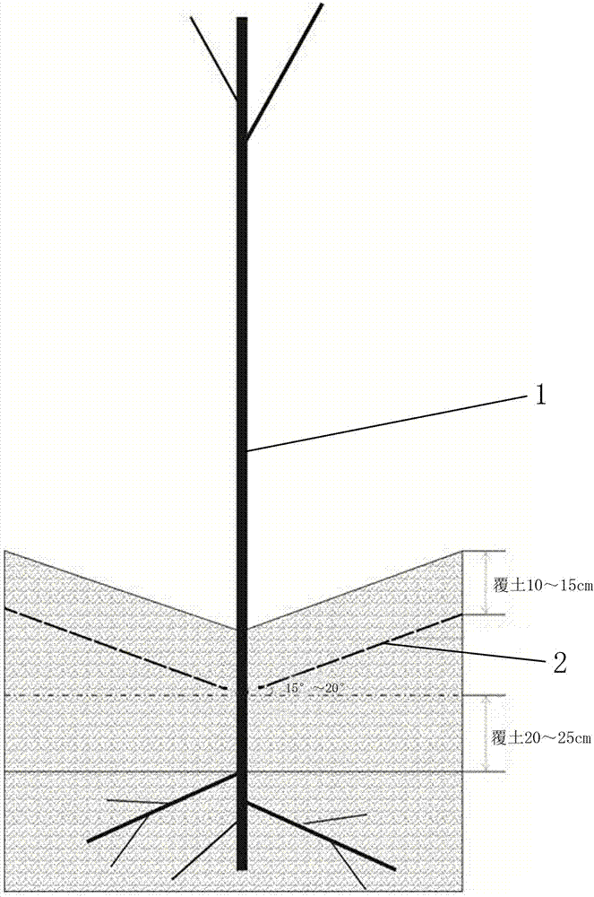 Semi-arid region aspen anti-drought afforestation method