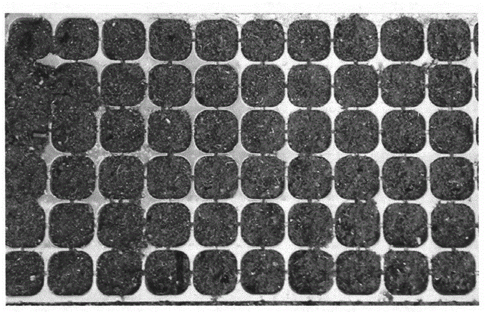 Method for acquiring broccoli microspore material in winter