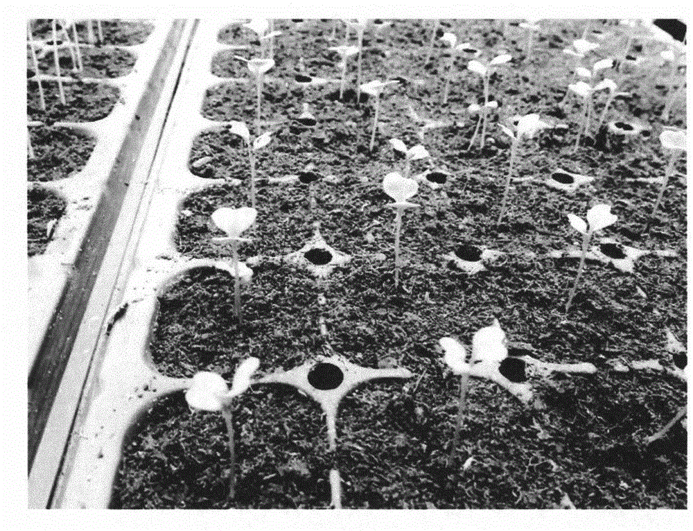 Method for acquiring broccoli microspore material in winter