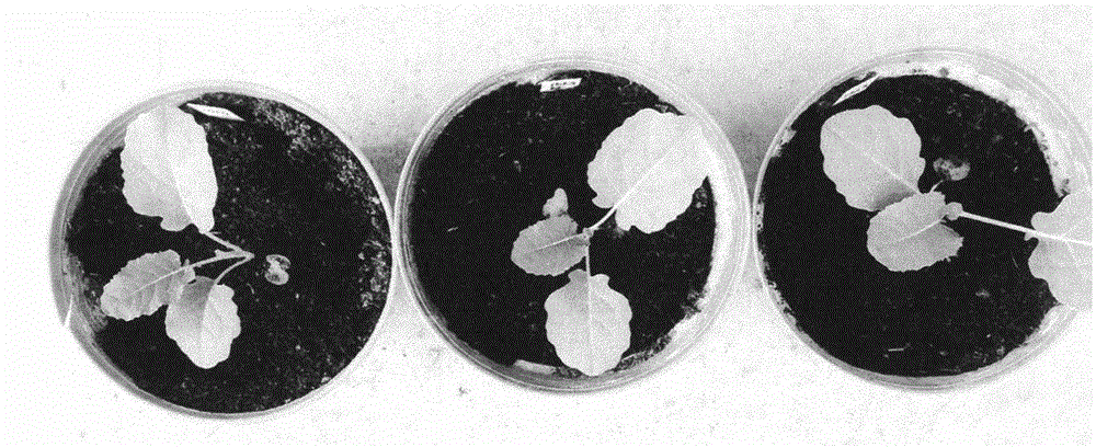 Method for acquiring broccoli microspore material in winter