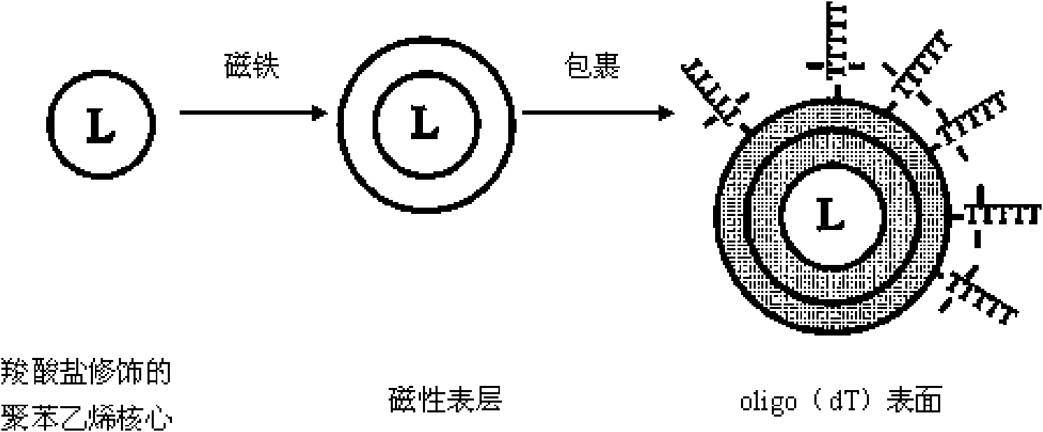 Method for extracting and purifying nucleic acid from samples by magnetic beads