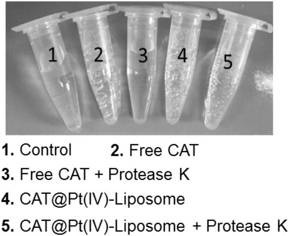 Hypoxia improvement-based cisplatin prodrug liposome preparation as well as preparation method and application thereof