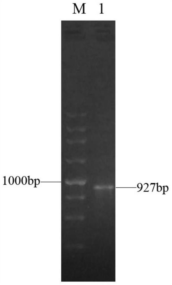 A kind of genetic recombination engineering bacteria and its application in the catalytic synthesis of d-pantolactone