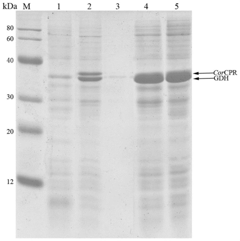 A kind of genetic recombination engineering bacteria and its application in the catalytic synthesis of d-pantolactone