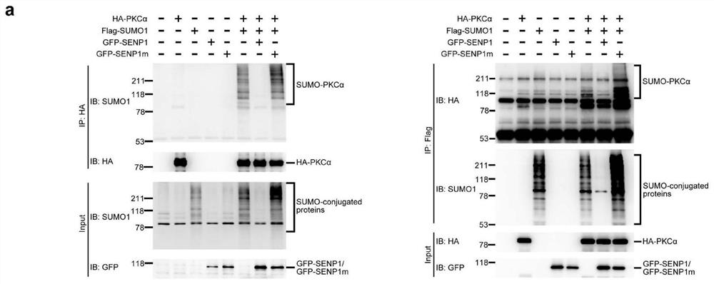 Novel cell lysis buffer solution for detecting cell ubiquitin modified proteins