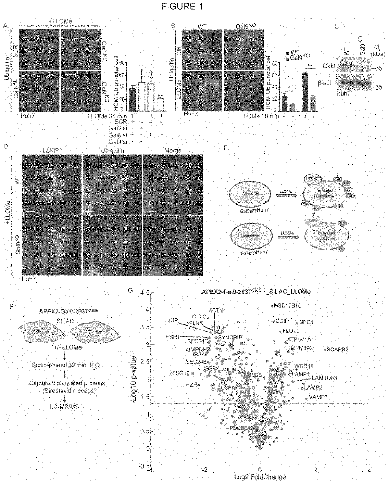 Methods and Compositions for Treating Autophagy Related Disease States and Conditions Utilizing AMPK Activation