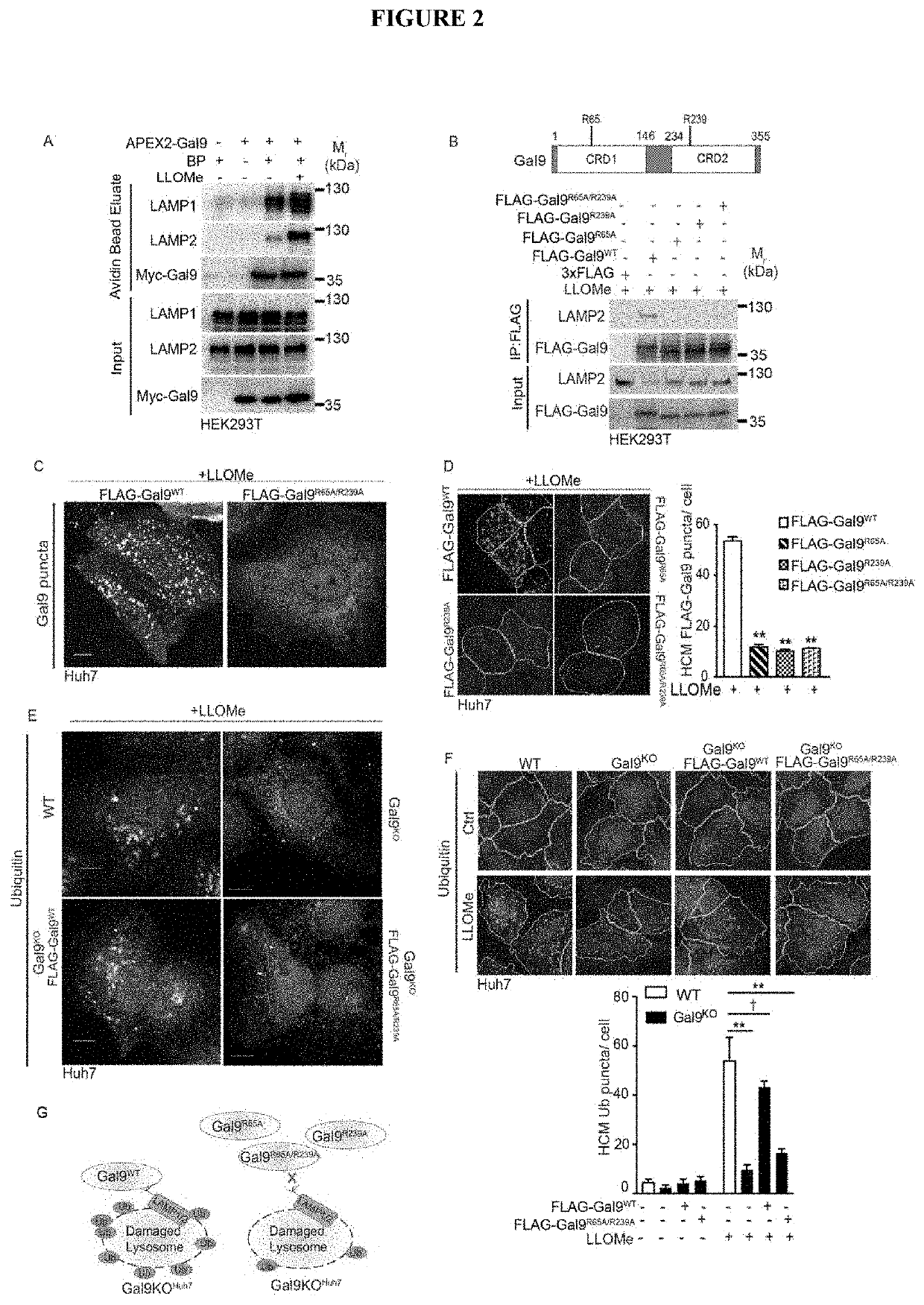 Methods and Compositions for Treating Autophagy Related Disease States and Conditions Utilizing AMPK Activation