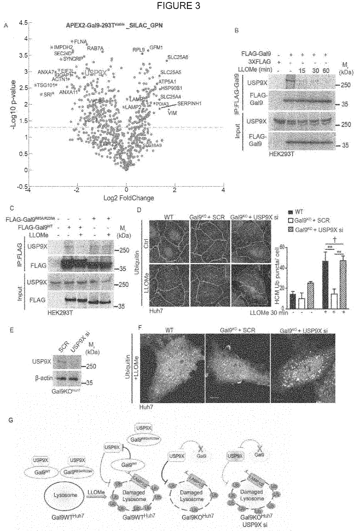 Methods and Compositions for Treating Autophagy Related Disease States and Conditions Utilizing AMPK Activation