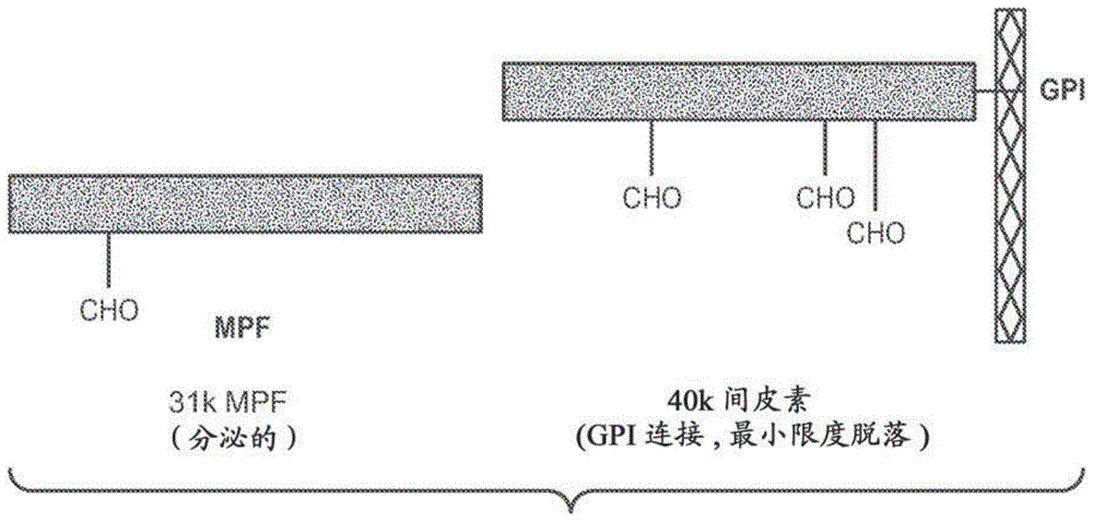 Anti-mesothelin antibodies and immunoconjugates