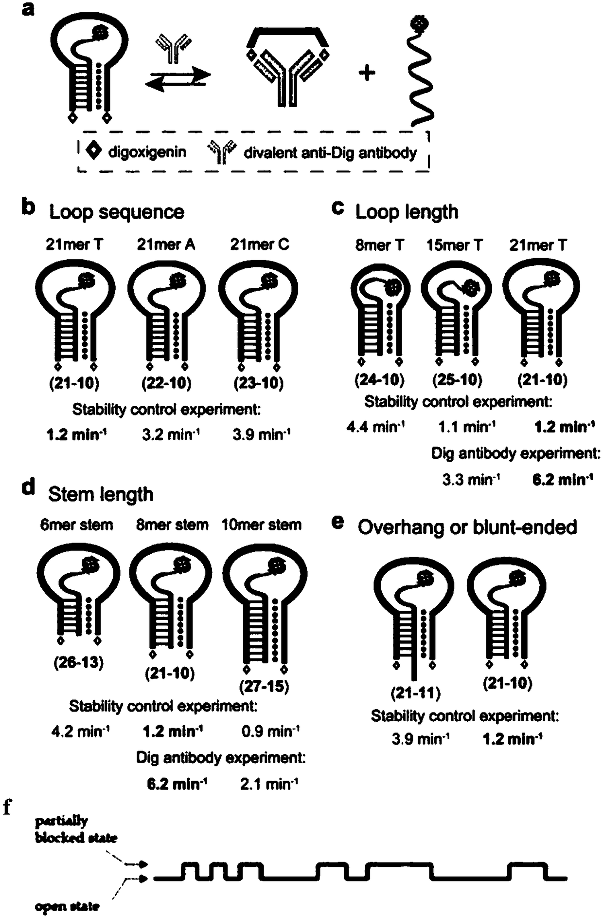 Antibody detection method for combining three-chain DNA molecular beacons with nanopore technology for combination