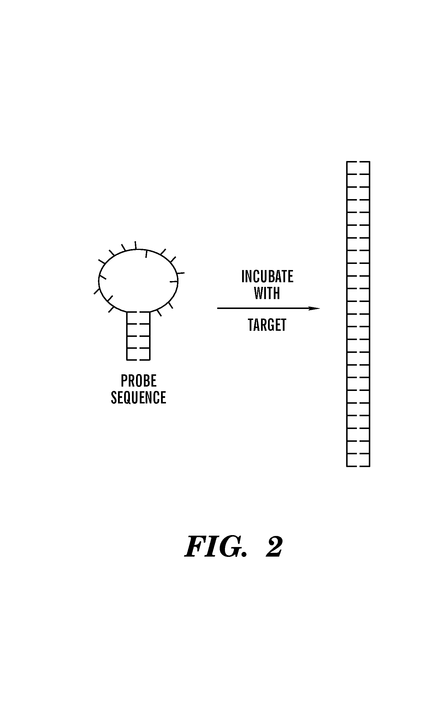 Method of identifying hairpin DNA probes by partial fold analysis