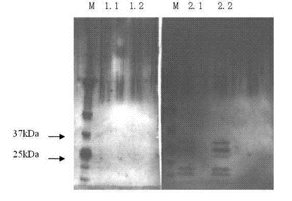 Theileria equi immunoblotting detecting method and method for preparing kit