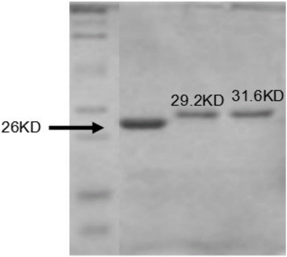 Preparation method and application of BACE1 shearing high-titer antibodies