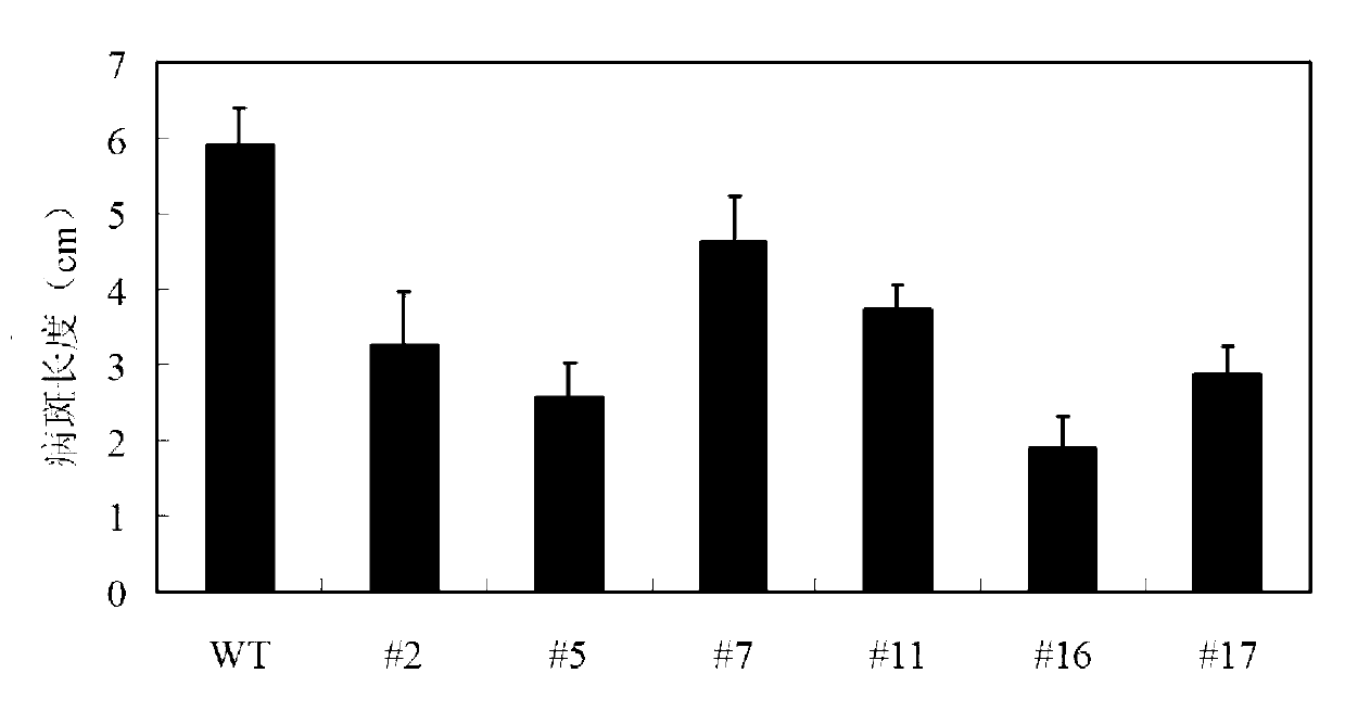 Application of OsWRKY28 transcription factor gene of rice in improvement of plant disease resistance