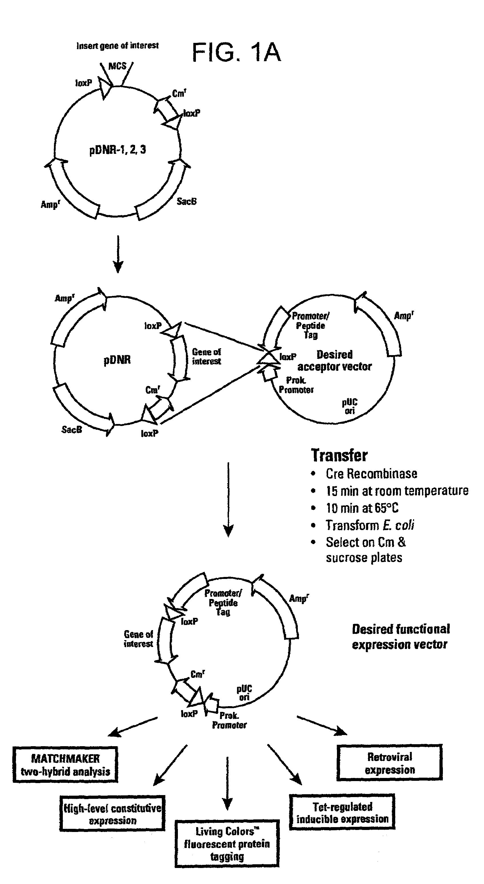 Recombinase-based methods for producing expression vectors and compositions for use in practicing the same