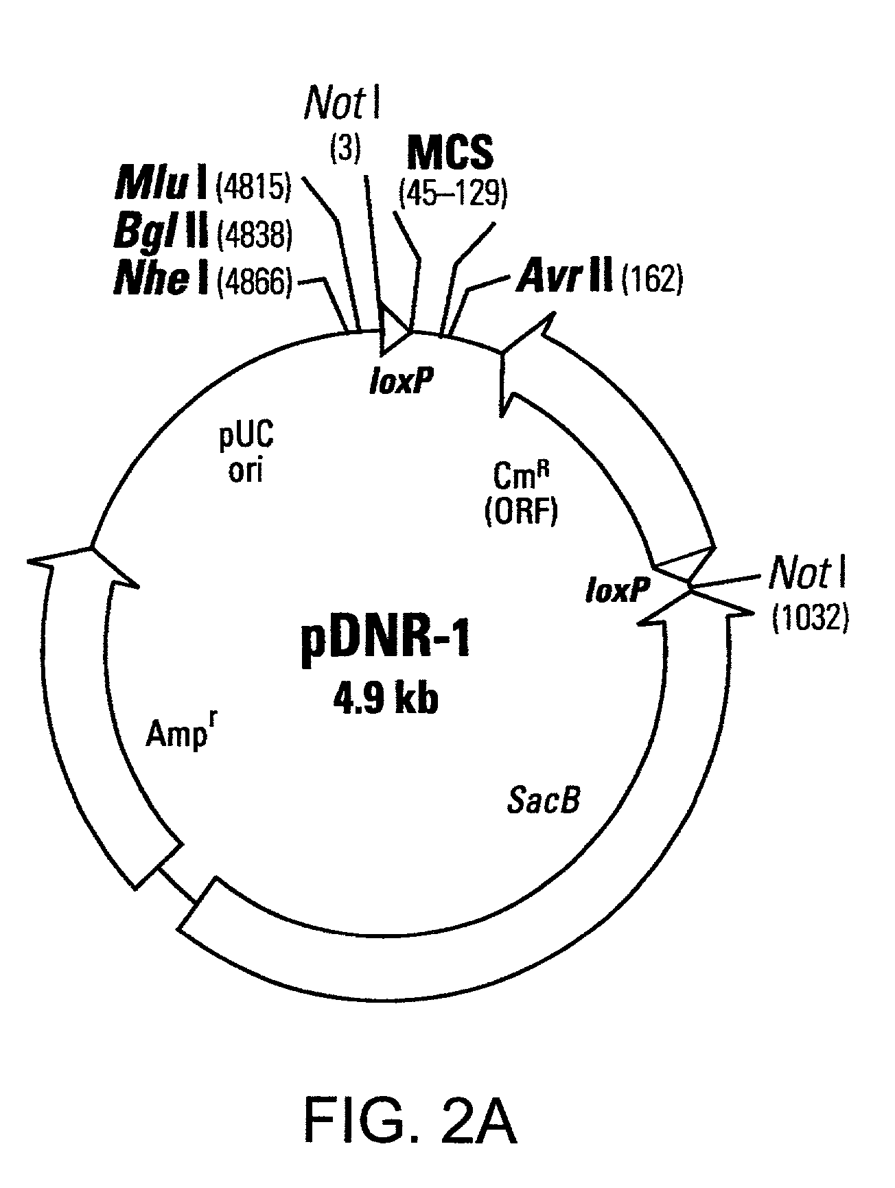 Recombinase-based methods for producing expression vectors and compositions for use in practicing the same