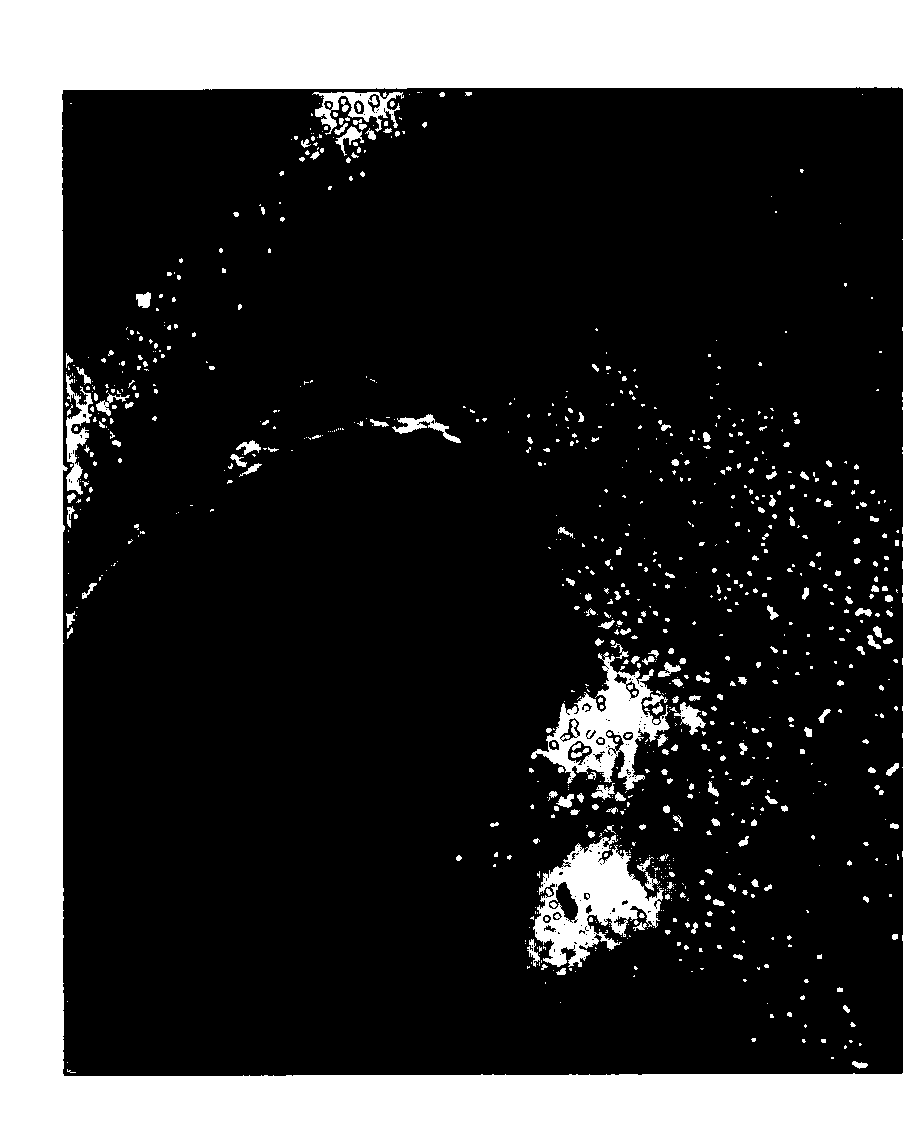 Compositions and methods for monosynaptic transport