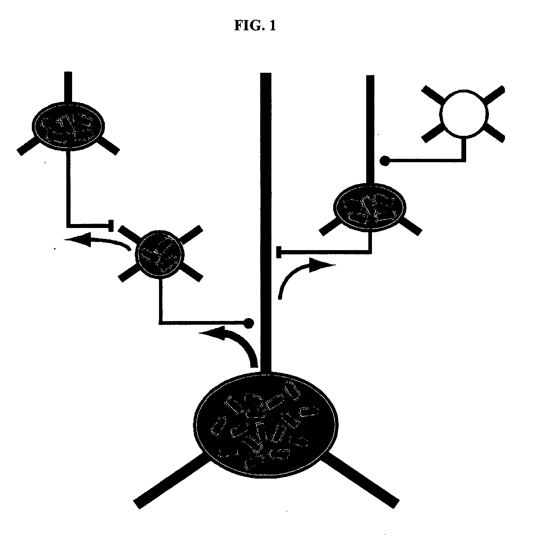 Compositions and methods for monosynaptic transport