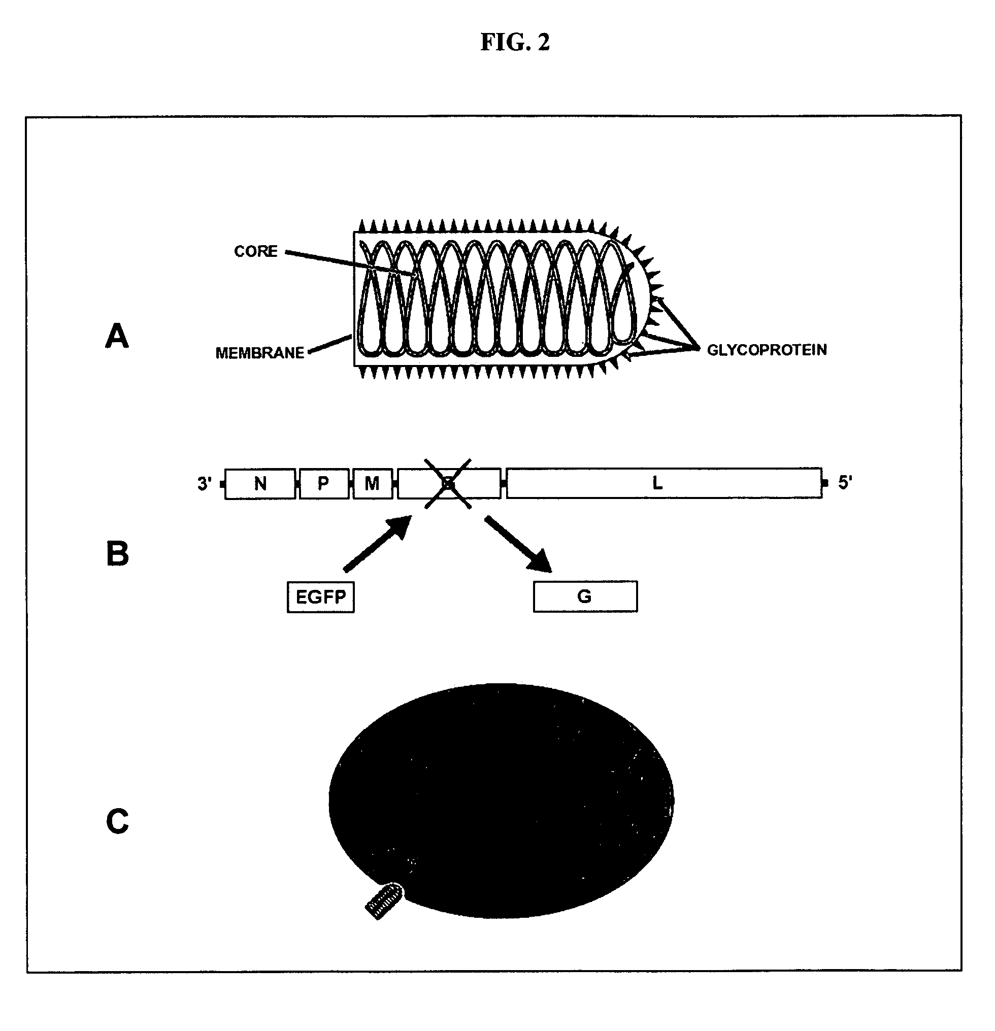 Compositions and methods for monosynaptic transport