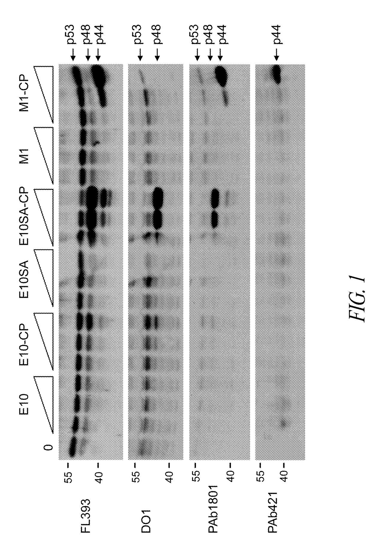 Methods and compositions for manipulating translation of protein isoforms from alternative initiation of start sites