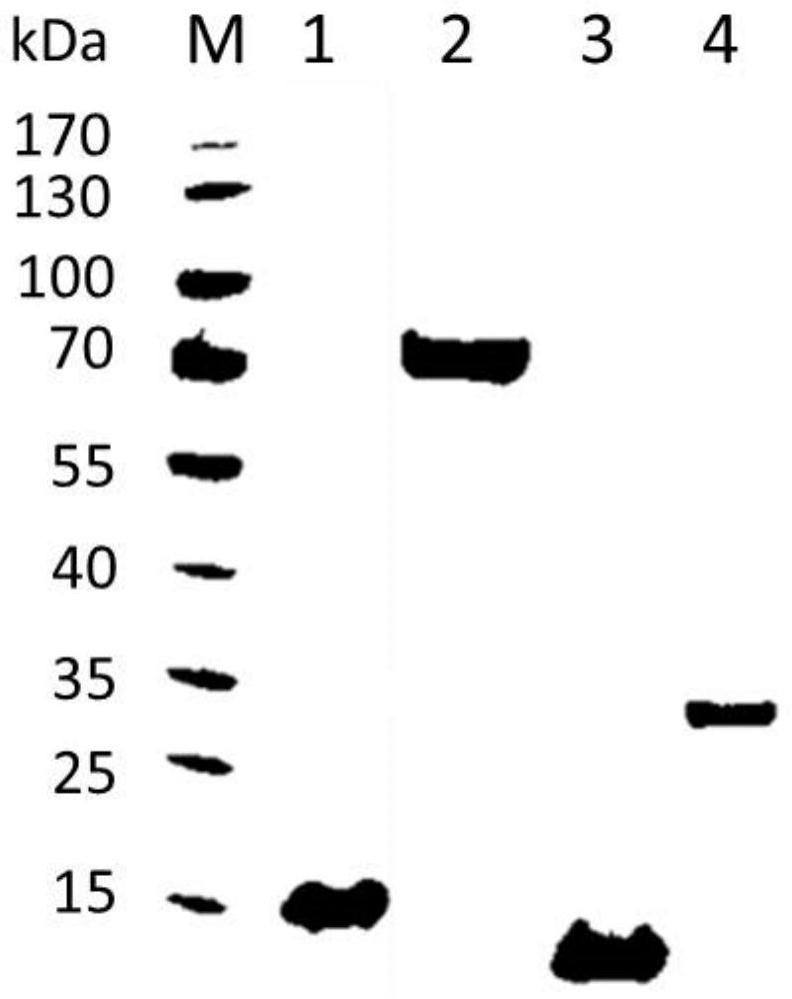 Highly expressed genes and their encoded proteins in Schistosoma japonicum larvae and their applications