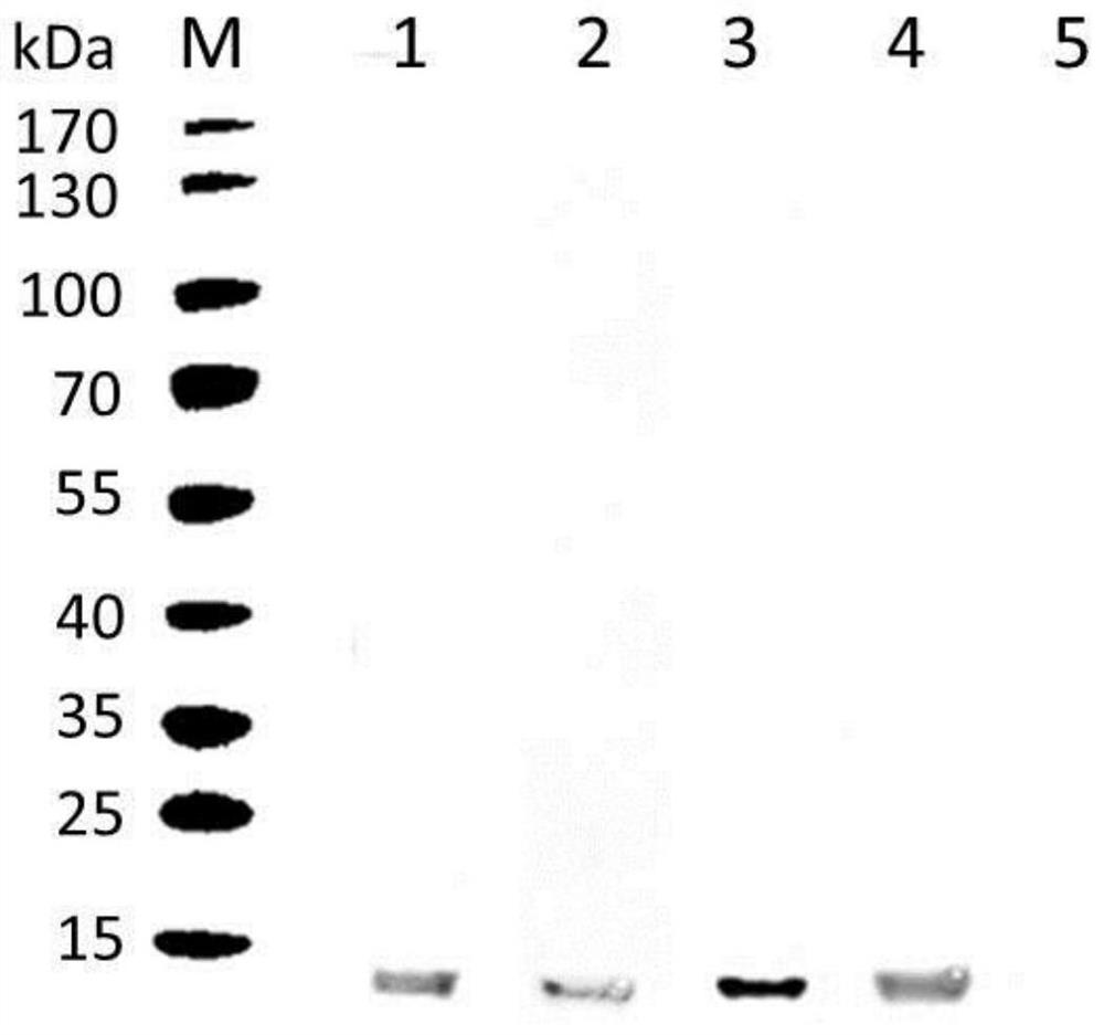 Highly expressed genes and their encoded proteins in Schistosoma japonicum larvae and their applications