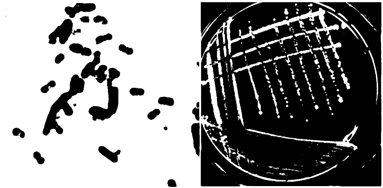 Bacillus velezensis, separation method and application thereof