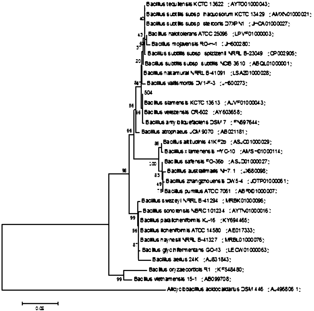 Bacillus velezensis, separation method and application thereof