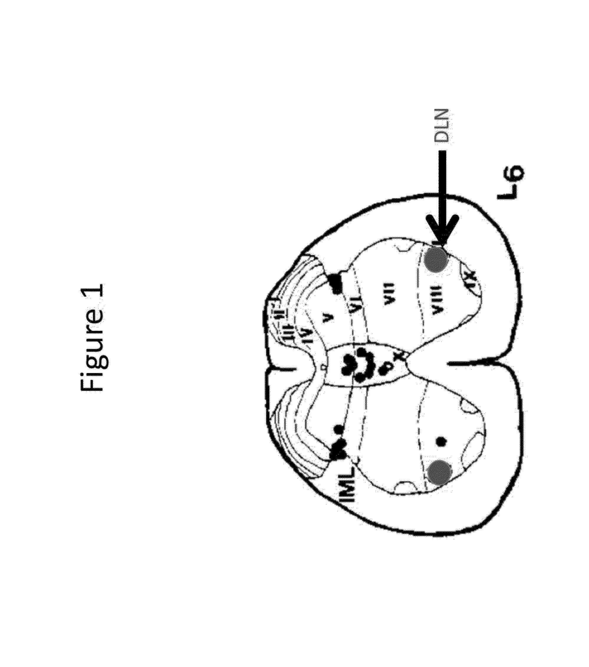 Compositions and Methods for Treating Neurogenic Disorders of the Pelvic Floor