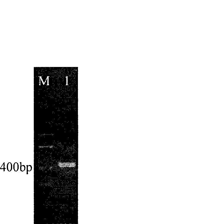 Extraction method of cubilose whole genome DNA