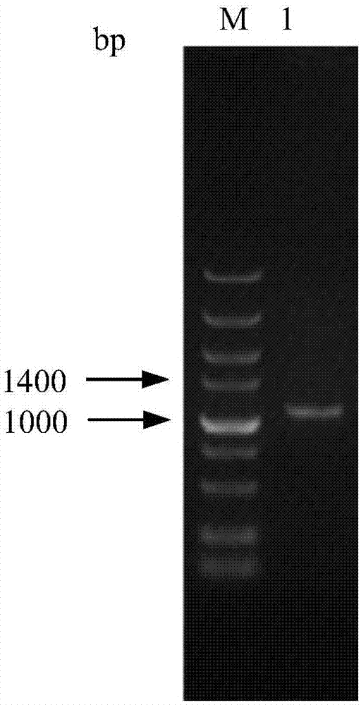 Expression vector for enhancing gene expression of 3 beta-HSD, construction method and application thereof