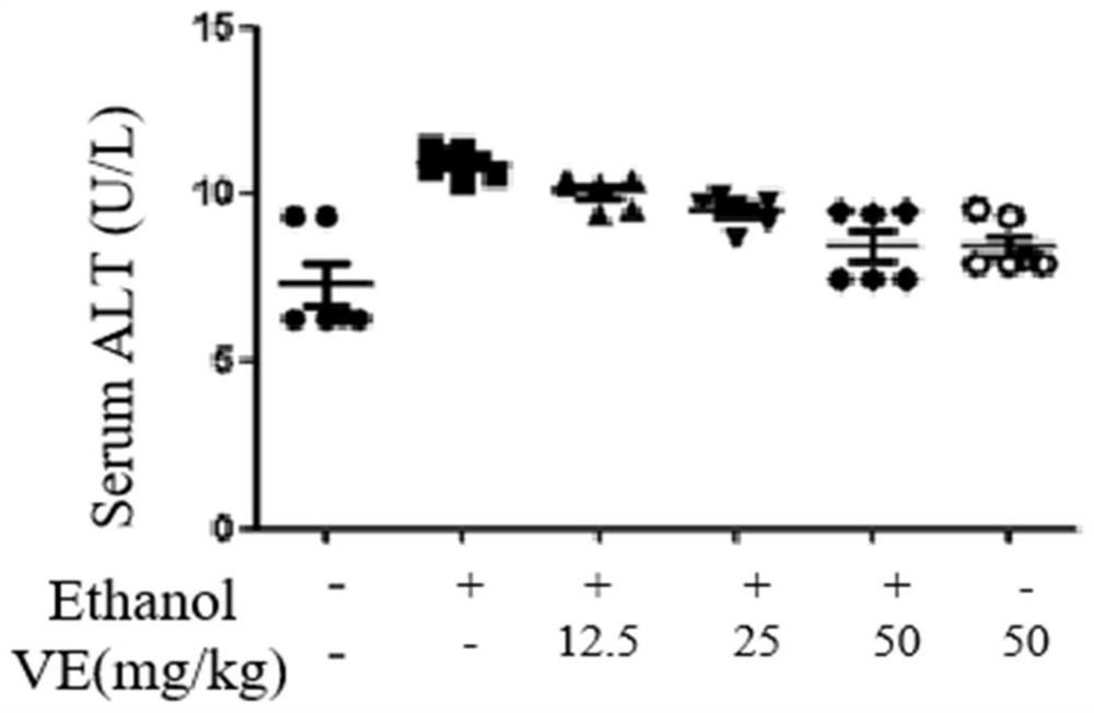 Application of verbenin in medicine for treating alcoholic liver injury