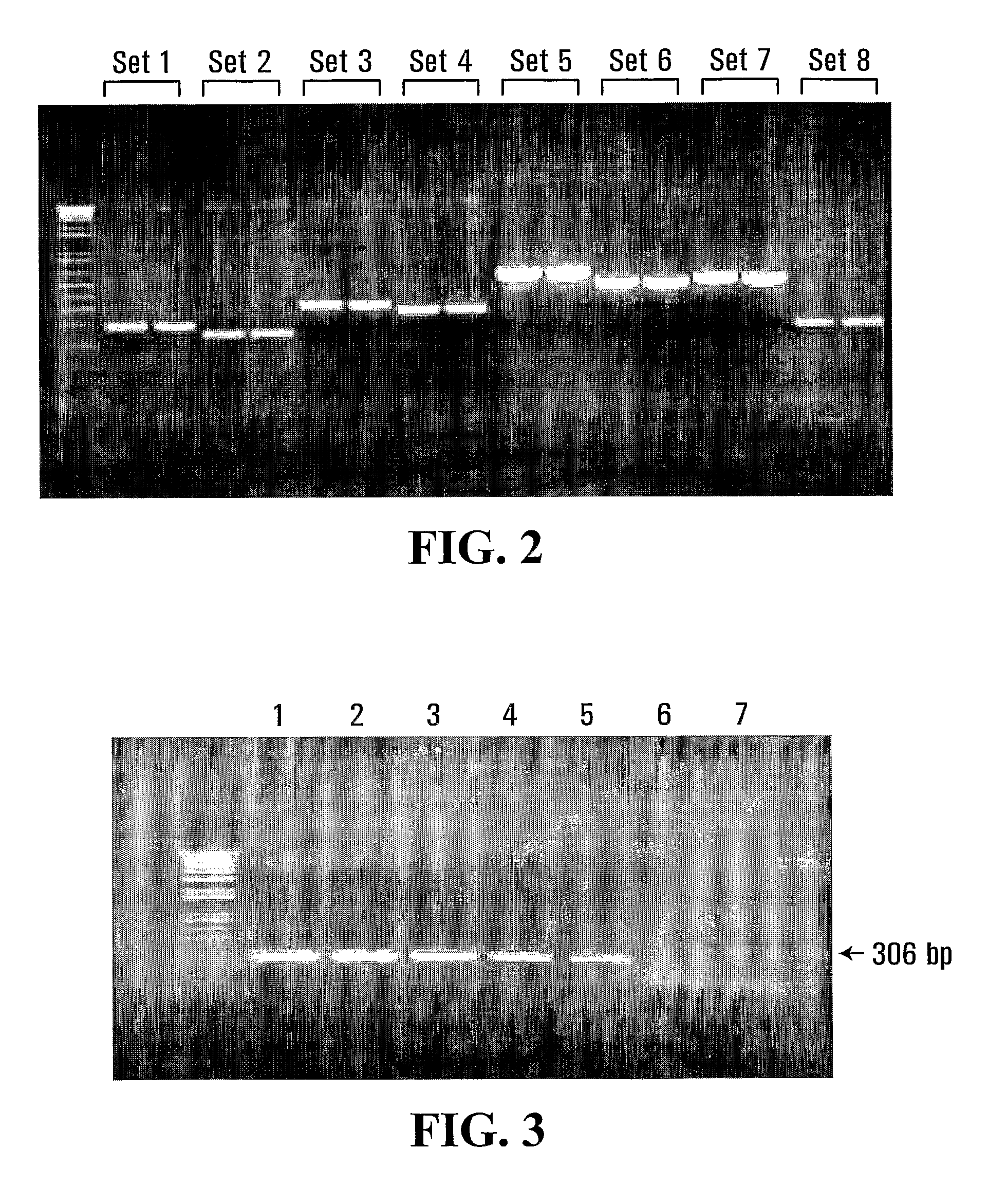 Diagnostic Primers And Method For Detecting Avian Influenza Virus Subtype H5 And H5N1