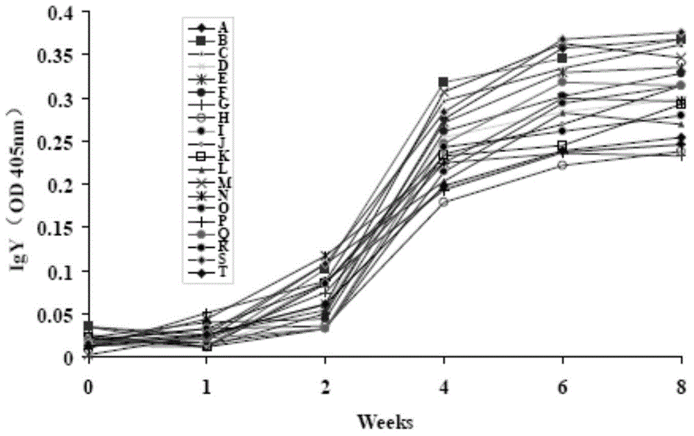 Specificity yelk immune globulin composition for preventing pathogenic bacteria and preparation thereof