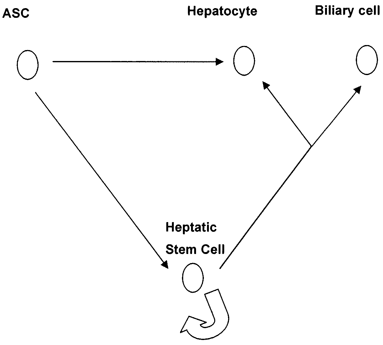 Adipose derived adult stem cells in hepatic regeneration