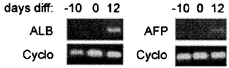 Adipose derived adult stem cells in hepatic regeneration