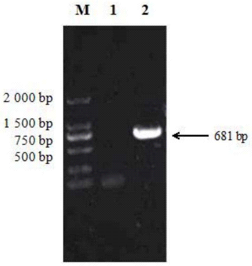 Porcine epidemic diarrhea virus M protein affinity peptides and screening method thereof